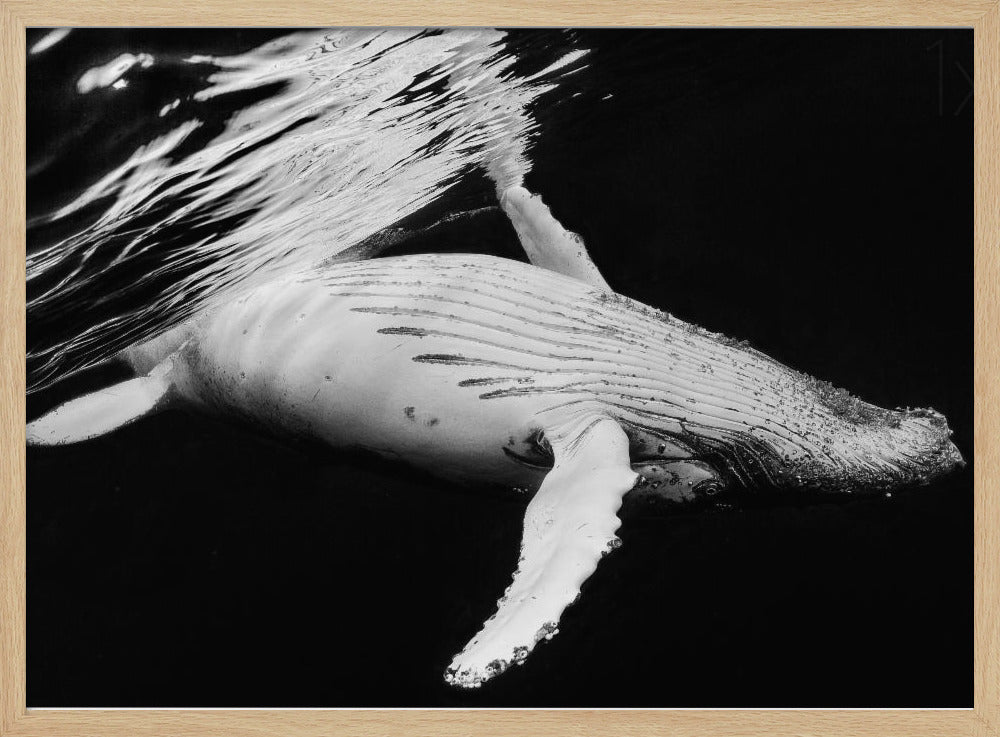 Black & Whale Poster